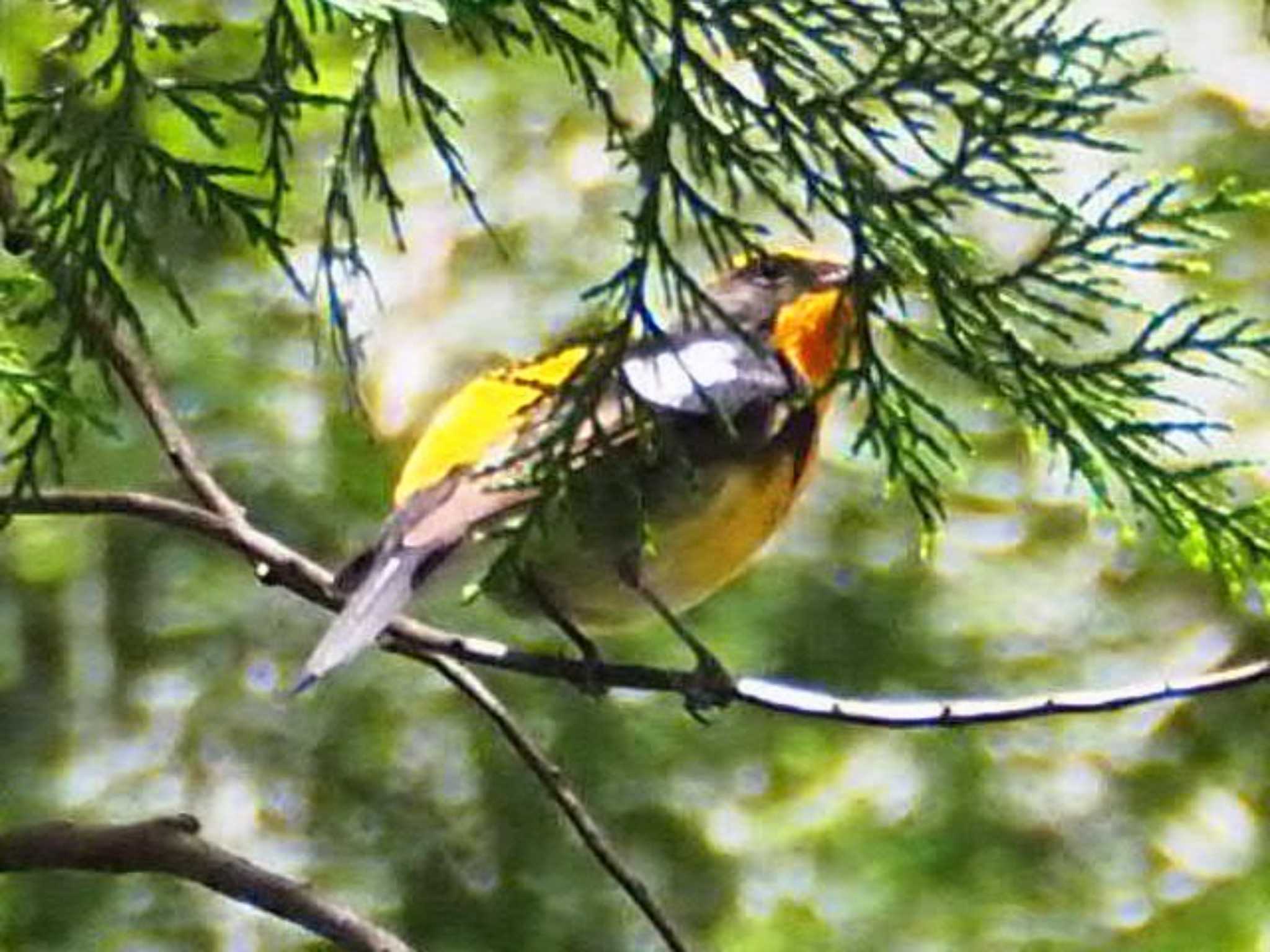 Narcissus Flycatcher