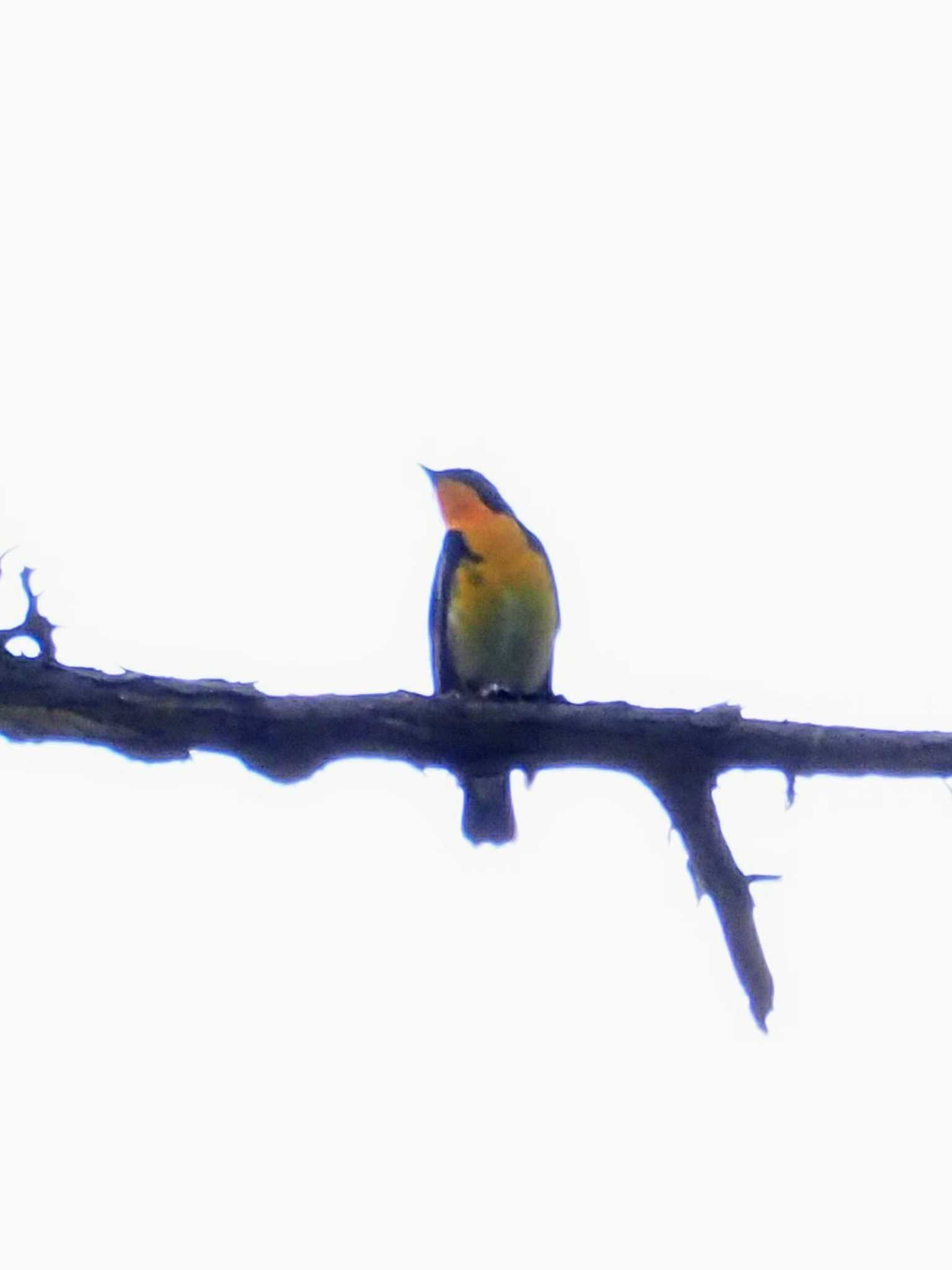 Narcissus Flycatcher