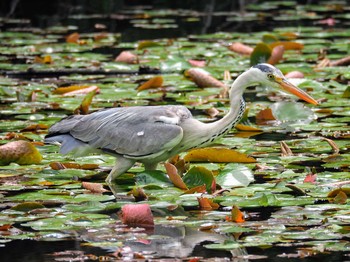 2021年5月8日(土) 石神井公園の野鳥観察記録