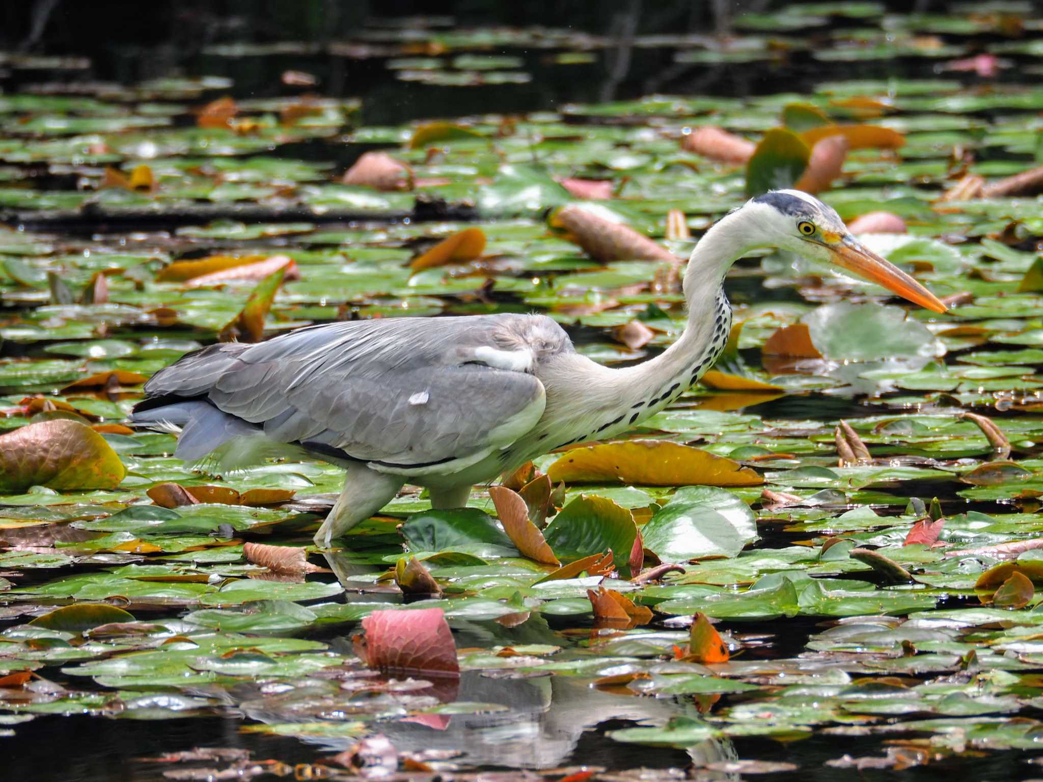 Grey Heron