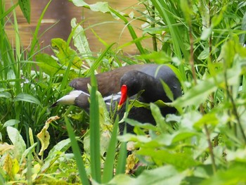 Common Moorhen Shakujii Park Sat, 5/8/2021