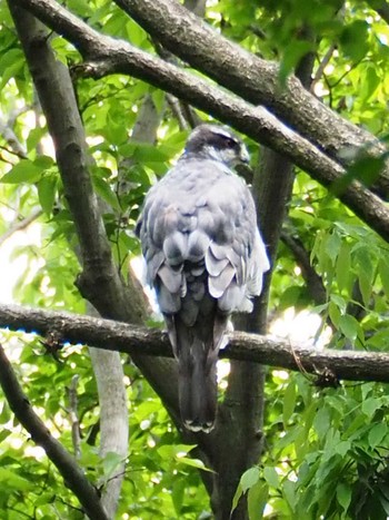 Eurasian Goshawk Shakujii Park Sat, 5/8/2021