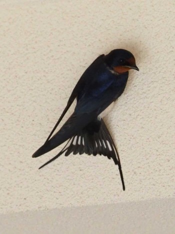 Barn Swallow Shakujii Park Sat, 5/8/2021