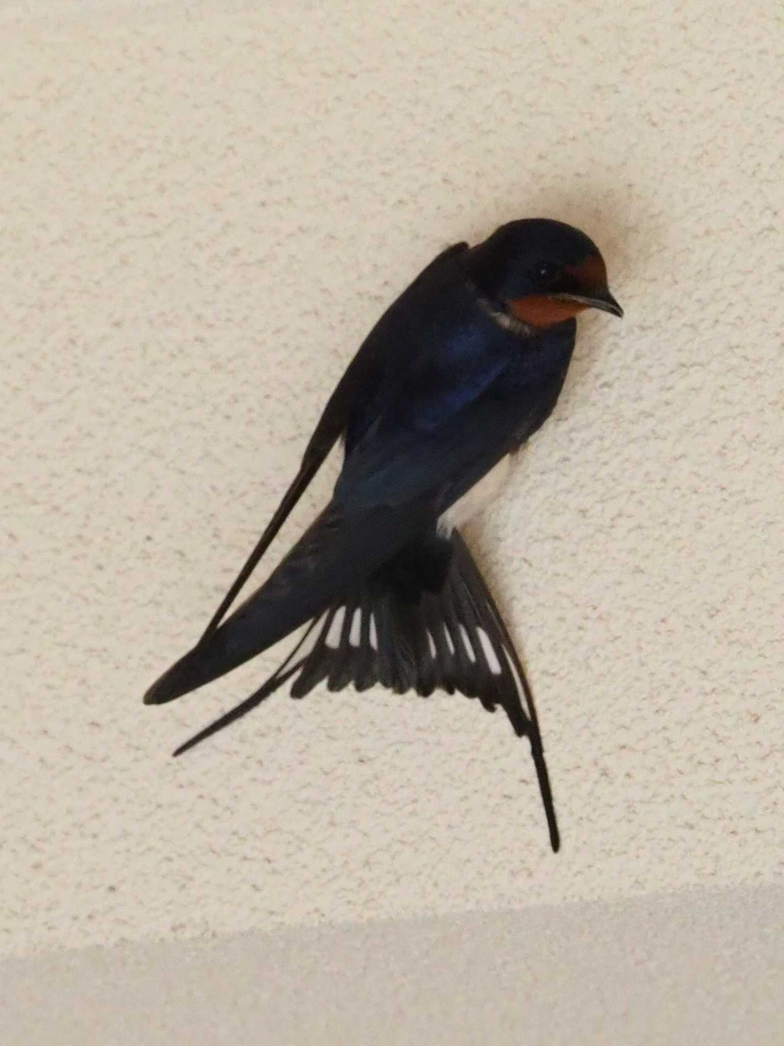 Barn Swallow