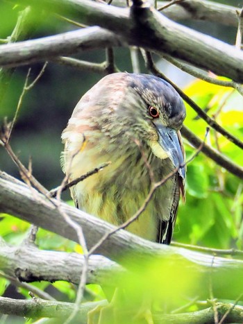 Black-crowned Night Heron Shakujii Park Sat, 5/8/2021