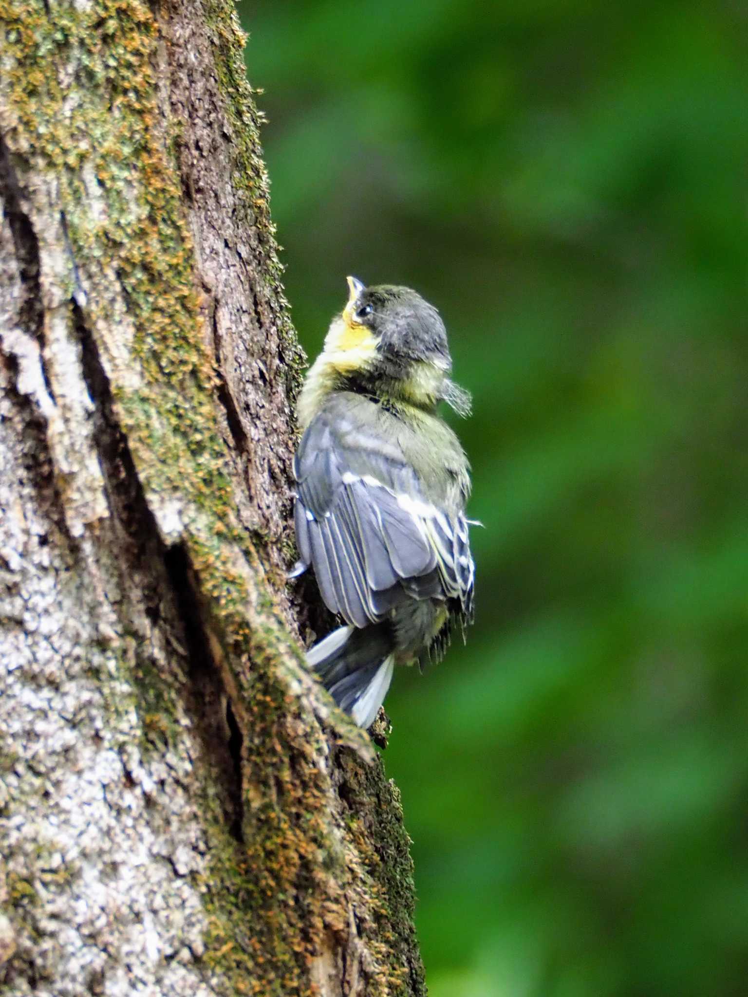 Japanese Tit