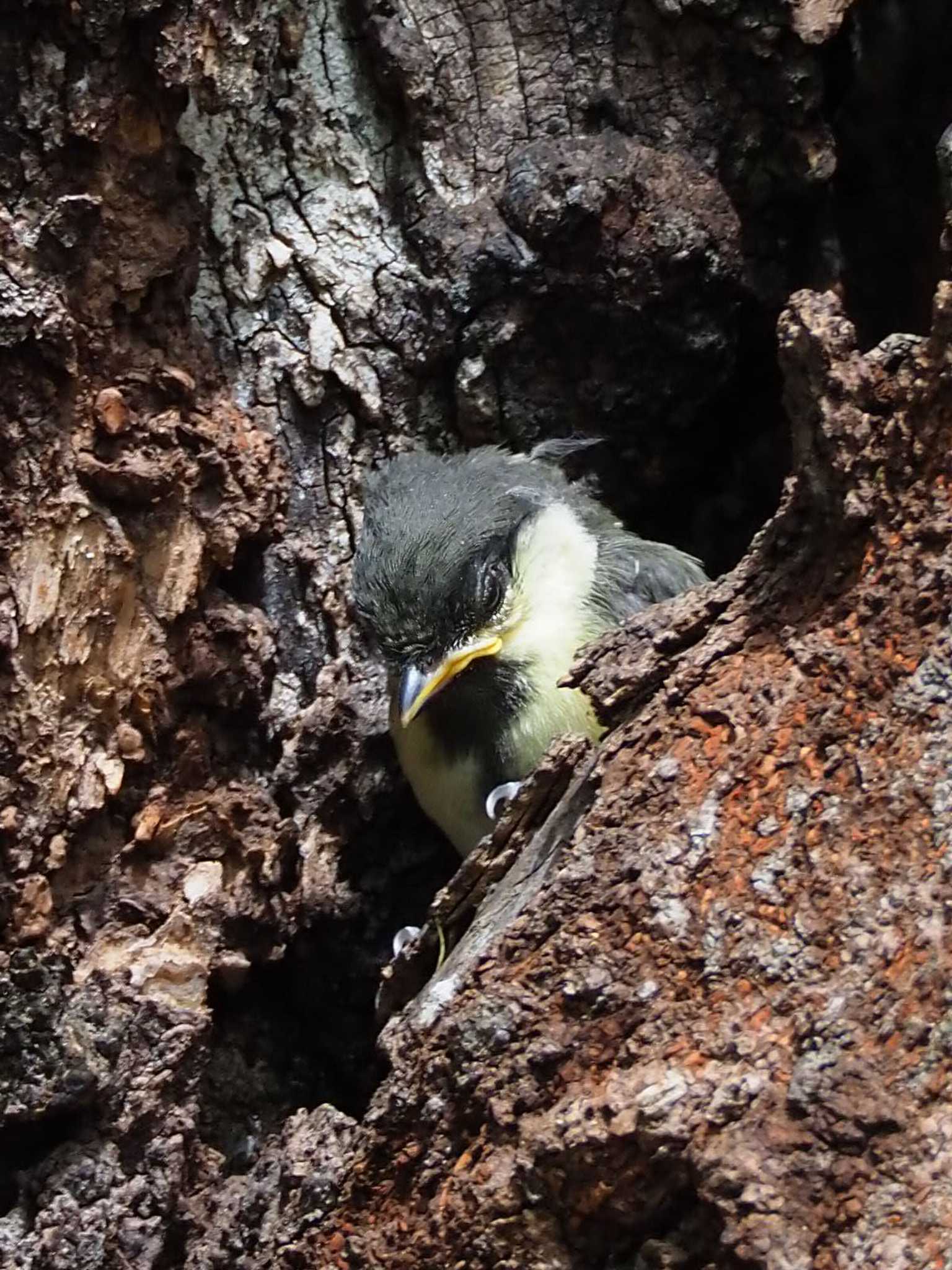 Japanese Tit