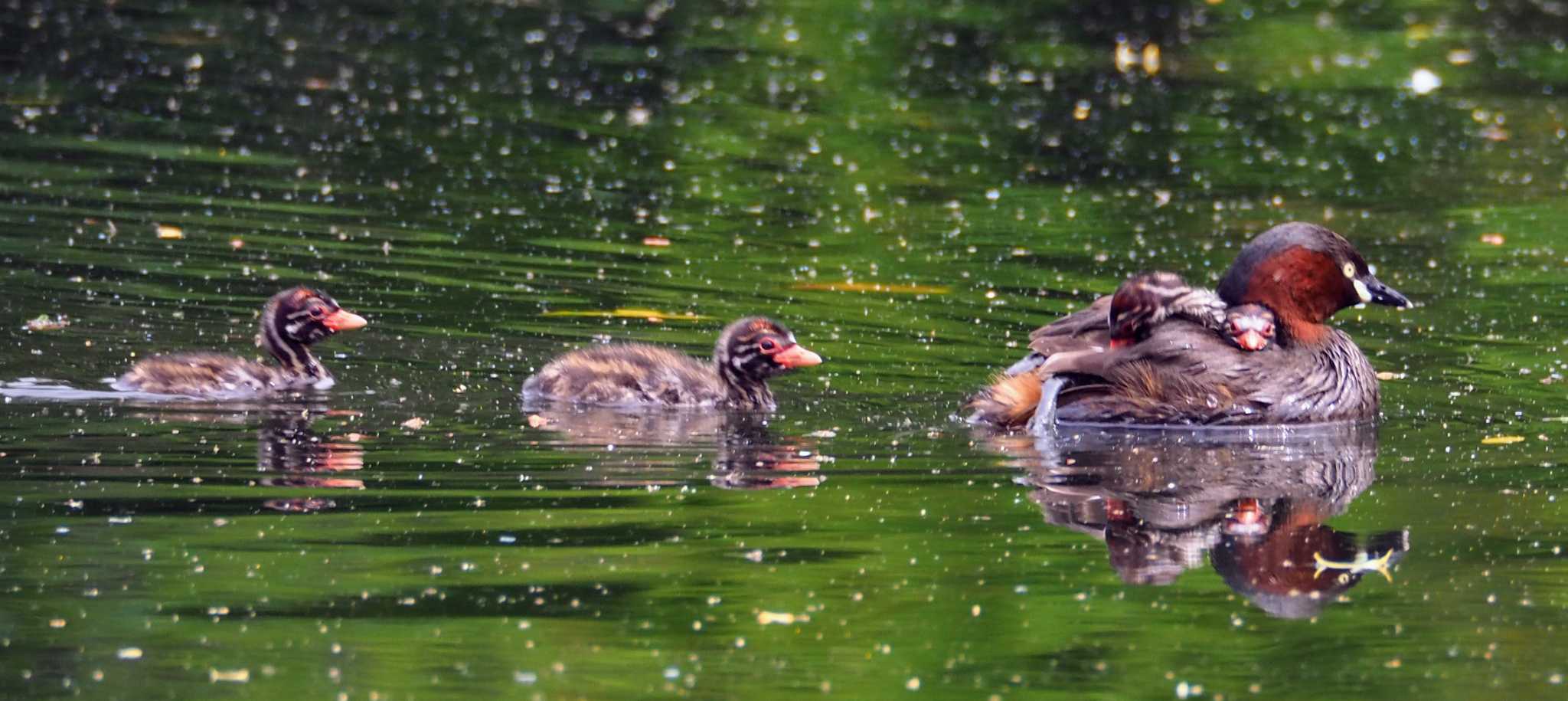 Little Grebe