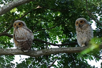 マレーモリフクロウ Pasir Ris Park (Singapore) 2021年5月8日(土)