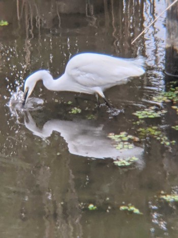 2021年5月8日(土) 境川遊水地公園の野鳥観察記録