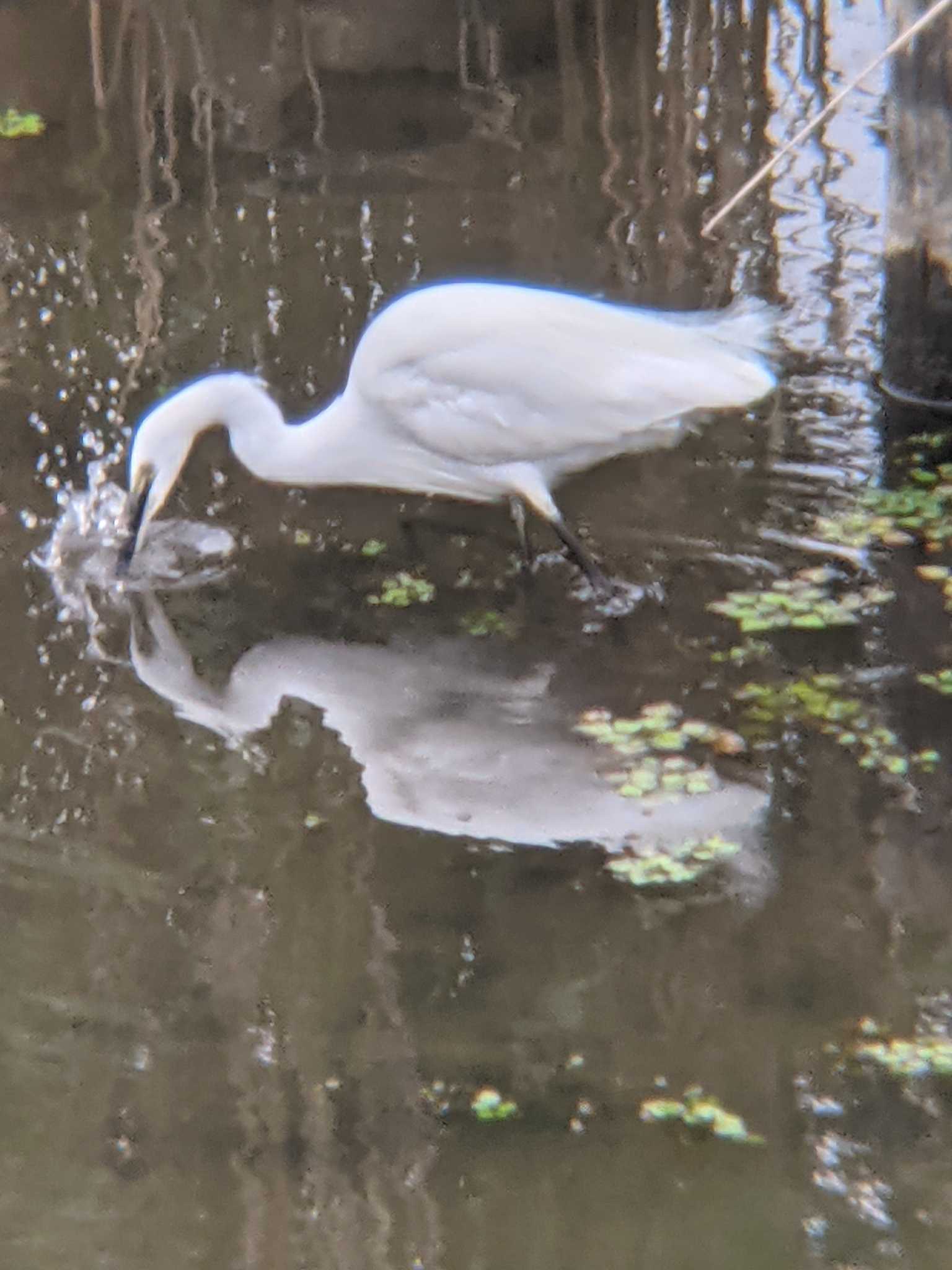 境川遊水地公園 コサギの写真 by 塩昆布長