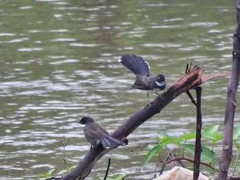 ムナオビオオギビタキ Maprachan Reservoir Sat, 5/8/2021