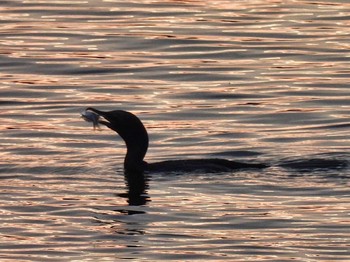 Little Cormorant Maprachan Reservoir Sat, 5/8/2021