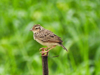 Indochinese Bush Lark Maprachan Reservoir Sat, 5/8/2021