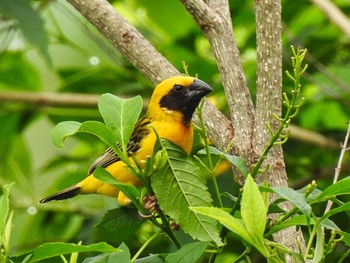 Asian Golden Weaver Maprachan Reservoir Sat, 5/8/2021