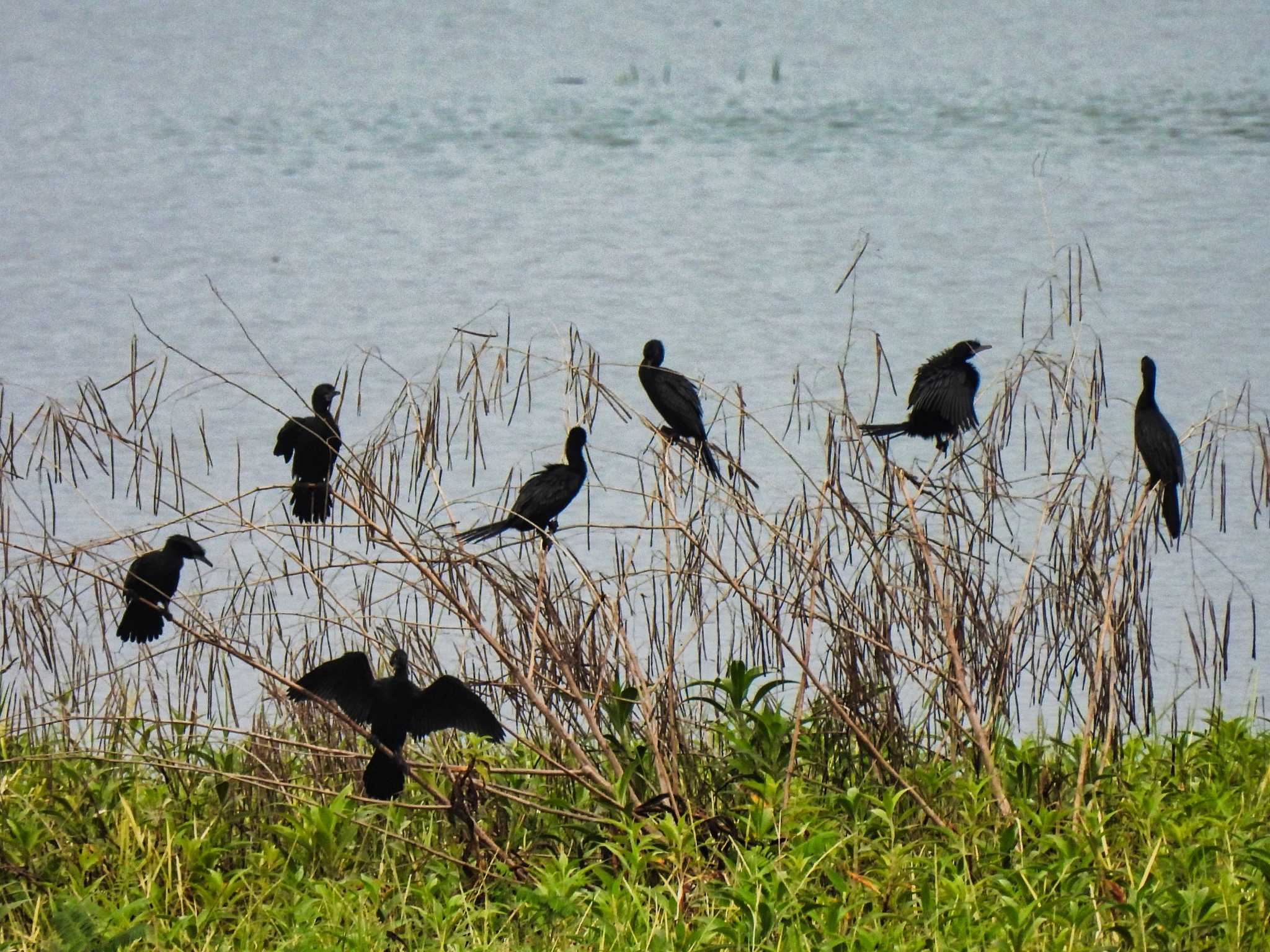 Photo of Little Cormorant at Maprachan Reservoir by span265