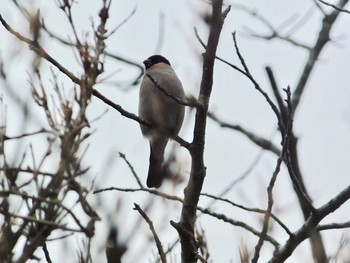 Eurasian Bullfinch 六甲山 Sun, 3/5/2017