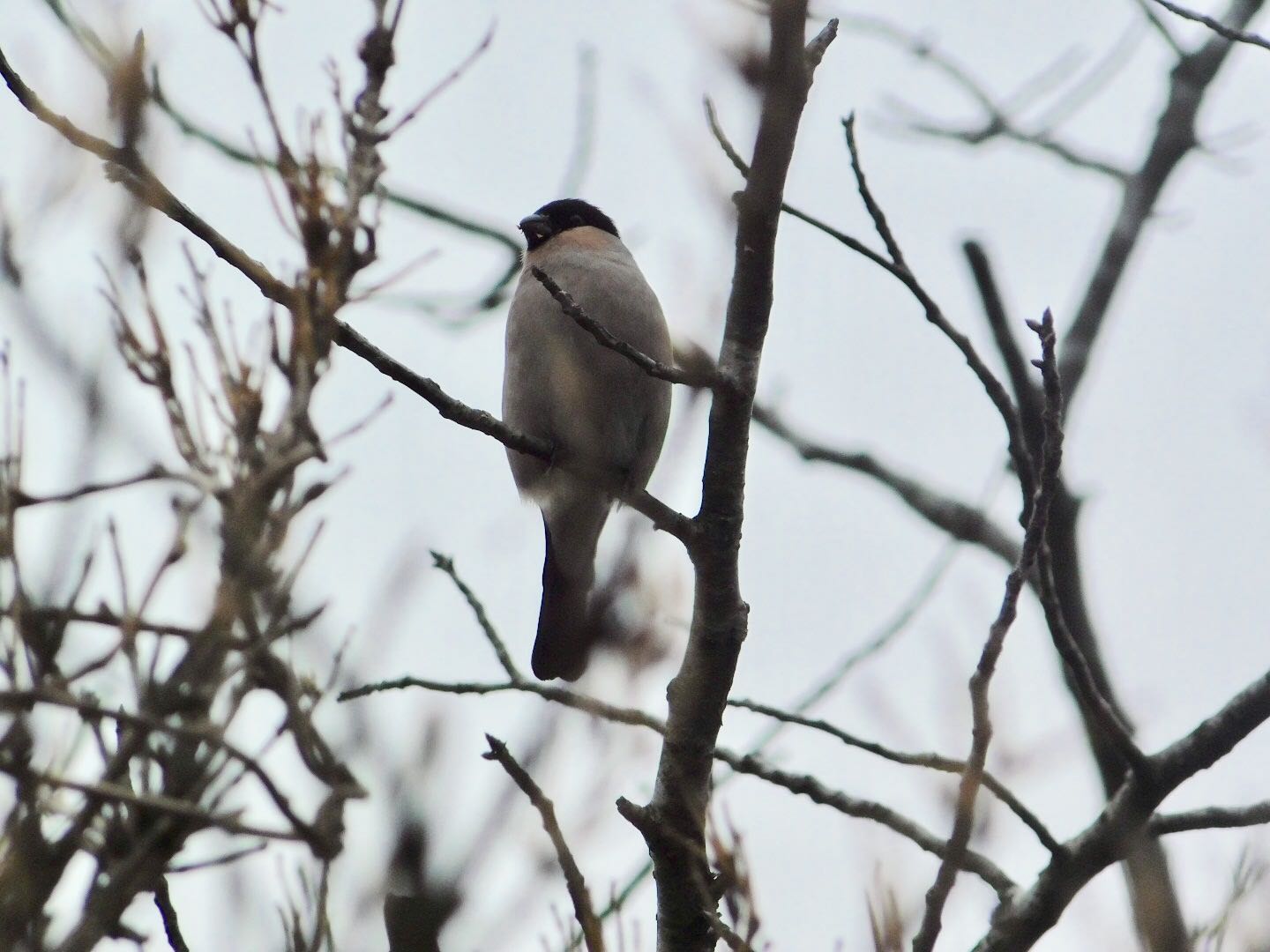 Photo of Eurasian Bullfinch at 六甲山 by ヨウコ