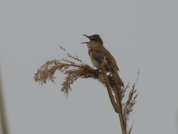 2021年5月8日(土) 藤前干潟の野鳥観察記録