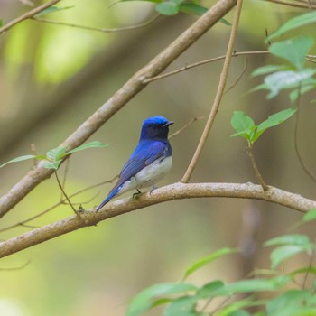 Blue-and-white Flycatcher 日向渓谷 Sat, 5/8/2021