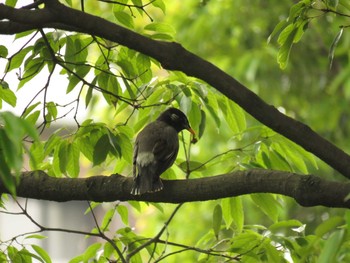 White-cheeked Starling Osaka Tsurumi Ryokuchi Sat, 5/8/2021