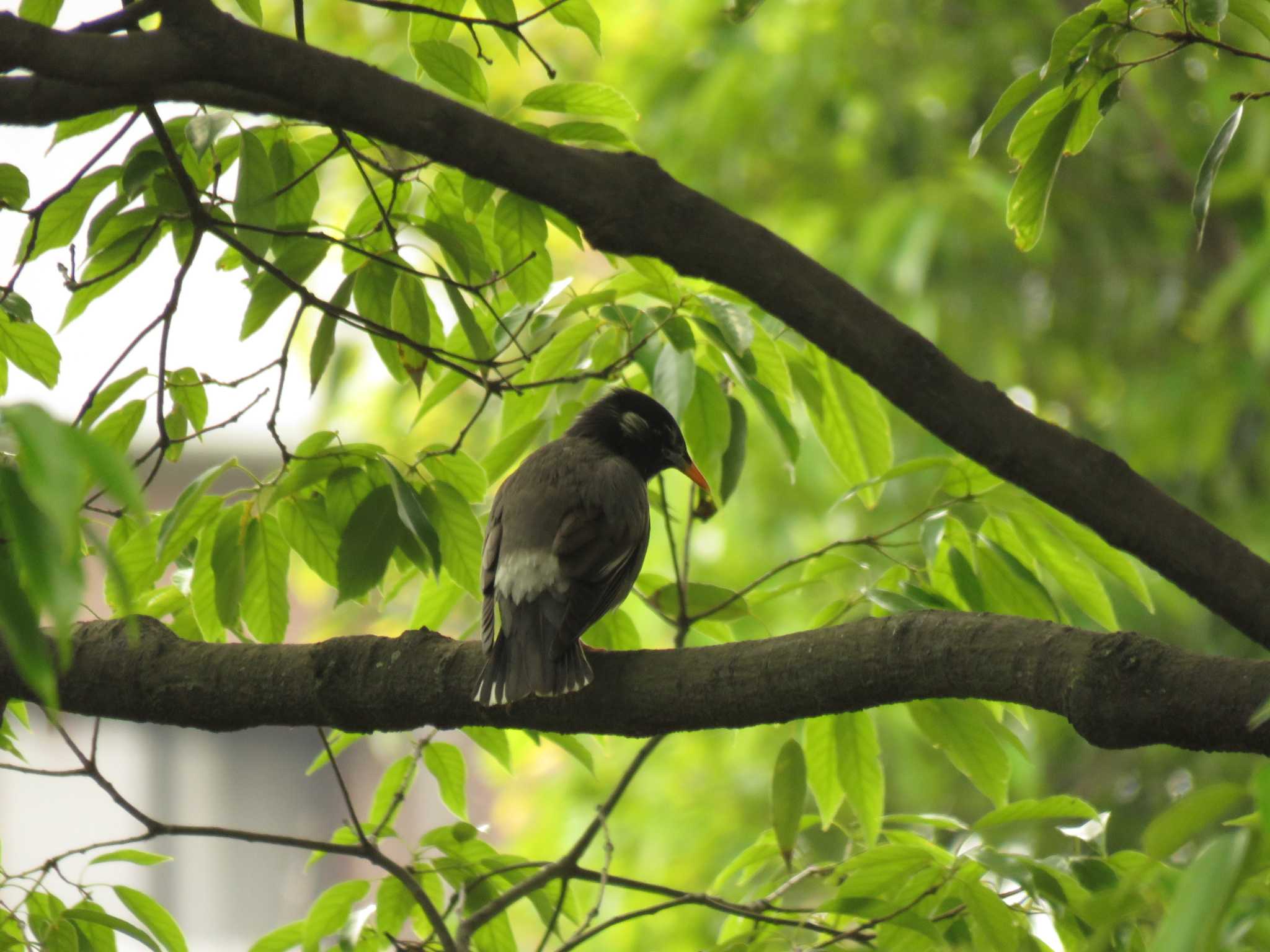 Photo of White-cheeked Starling at Osaka Tsurumi Ryokuchi by いまがわ