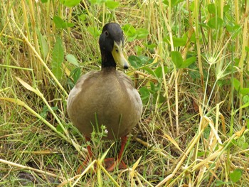 マガモ 大阪鶴見緑地 2021年5月8日(土)