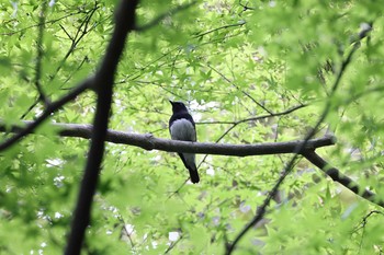 オオルリ 春日山原始林 2021年5月8日(土)