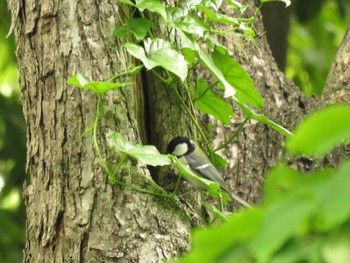 Japanese Tit Osaka Tsurumi Ryokuchi Sat, 5/8/2021