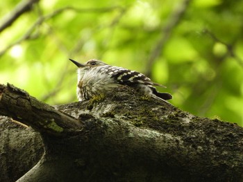 2021年5月8日(土) 秋ヶ瀬公園の野鳥観察記録