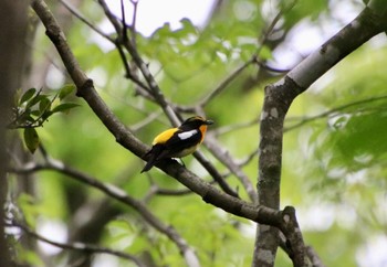 キビタキ 希望ヶ丘文化公園 2021年5月8日(土)