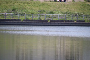 カワウ 多摩川 2021年5月8日(土)