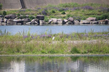 ダイサギ 多摩川 2021年5月8日(土)