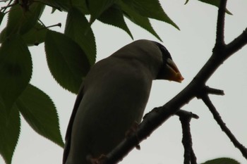 Japanese Grosbeak Osaka castle park Sat, 5/8/2021