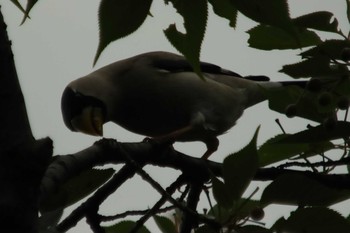 Japanese Grosbeak Osaka castle park Sat, 5/8/2021