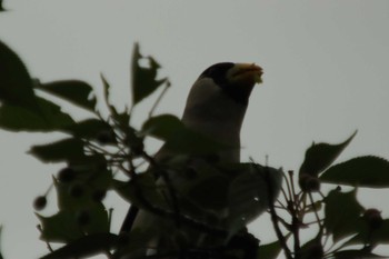 Japanese Grosbeak Osaka castle park Sat, 5/8/2021