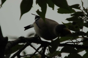 Japanese Grosbeak Osaka castle park Sat, 5/8/2021