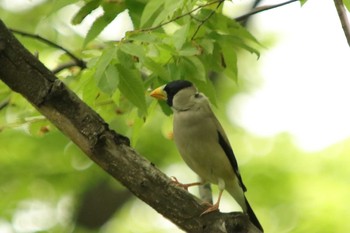 Japanese Grosbeak Osaka castle park Sat, 5/8/2021