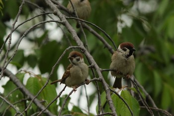 Eurasian Tree Sparrow Osaka castle park Sat, 5/8/2021