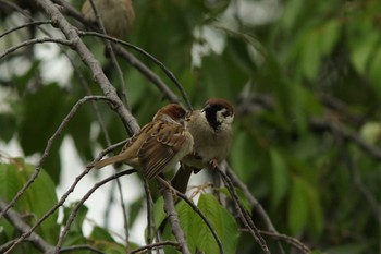 Eurasian Tree Sparrow Osaka castle park Sat, 5/8/2021