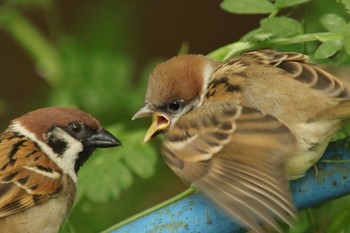 Eurasian Tree Sparrow Osaka castle park Sat, 5/8/2021