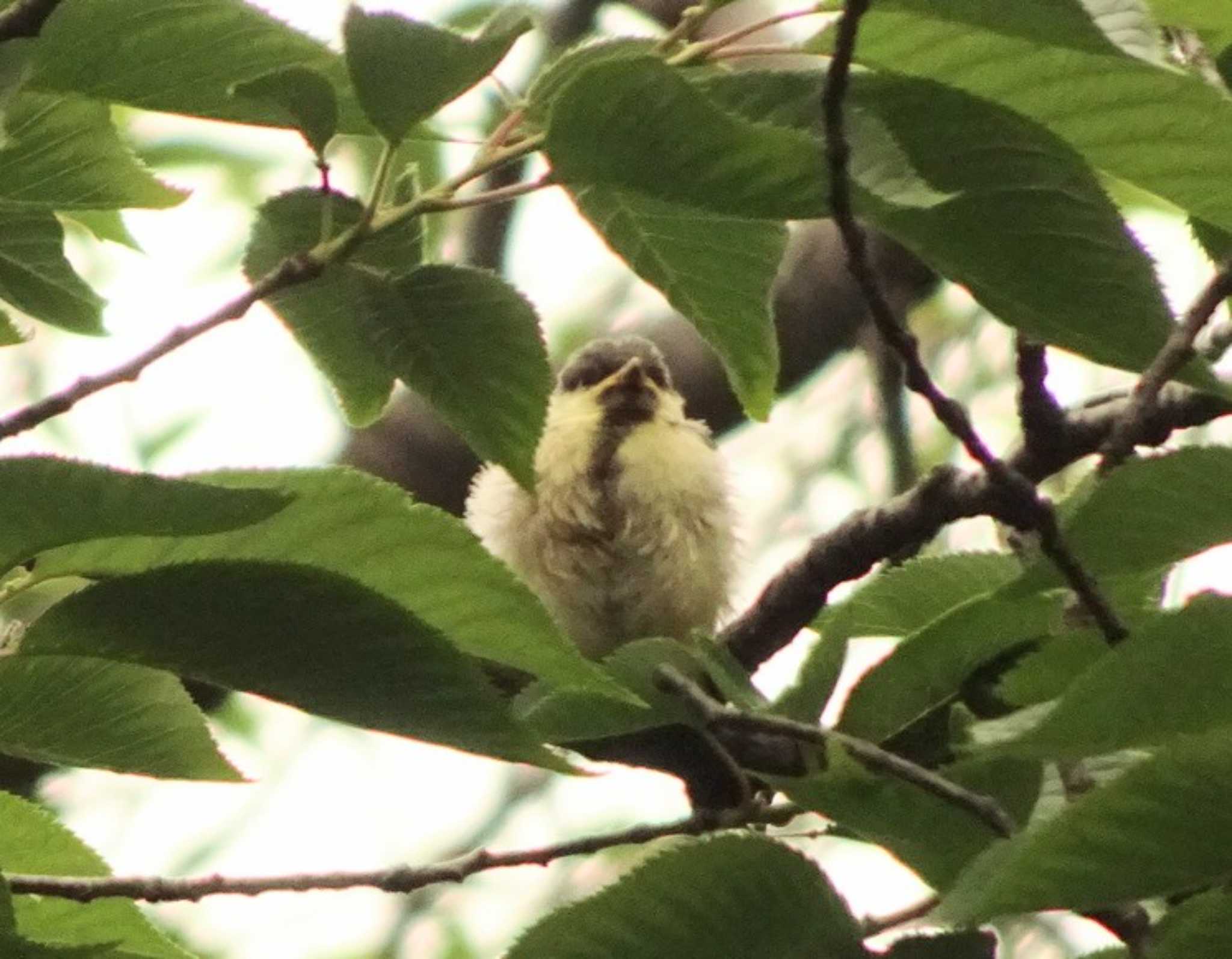 シジュウカラの赤ちゃん