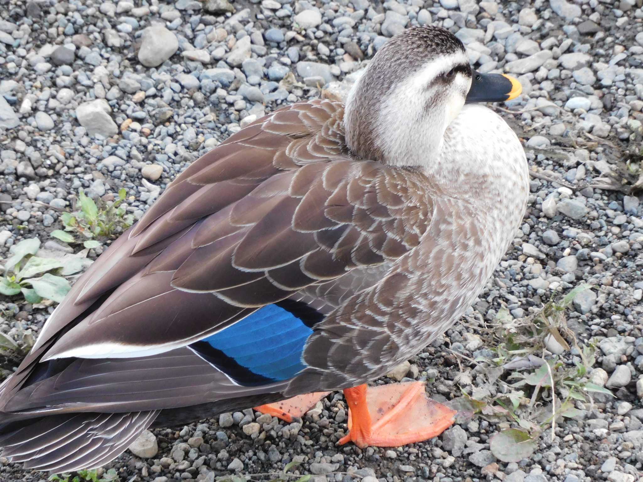 神奈川県河内川 カルガモの写真