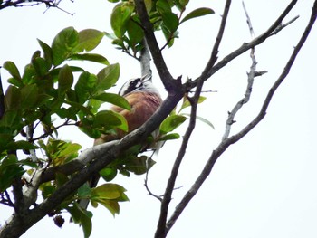 Meadow Bunting 横浜市神奈川区 Sat, 5/8/2021