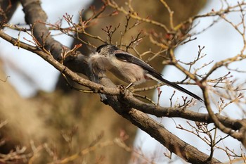 Long-tailed Tit 須磨離宮公園 Sat, 2/20/2021