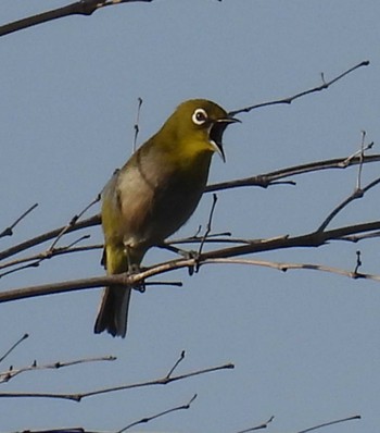 Warbling White-eye 自宅 Sat, 5/8/2021