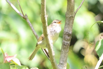 Japanese Bush Warbler Kodomo Shizen Park Sat, 5/8/2021