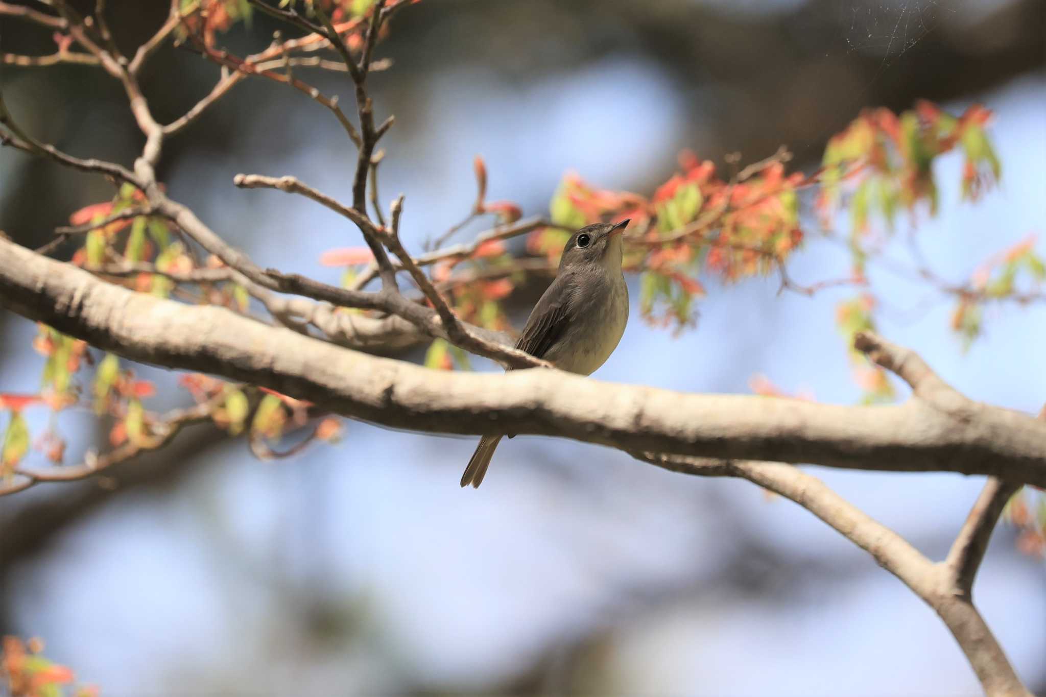 Asian Brown Flycatcher