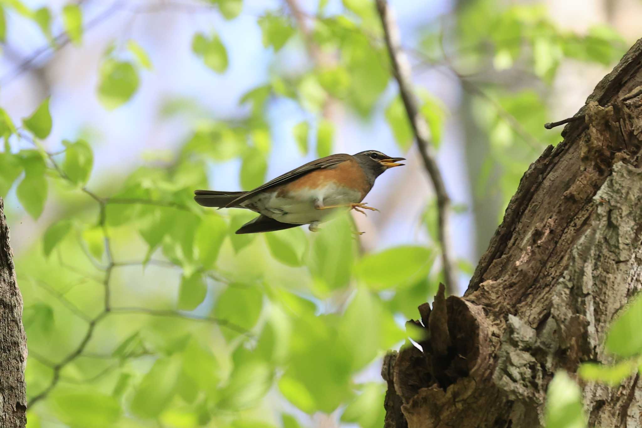 Eyebrowed Thrush