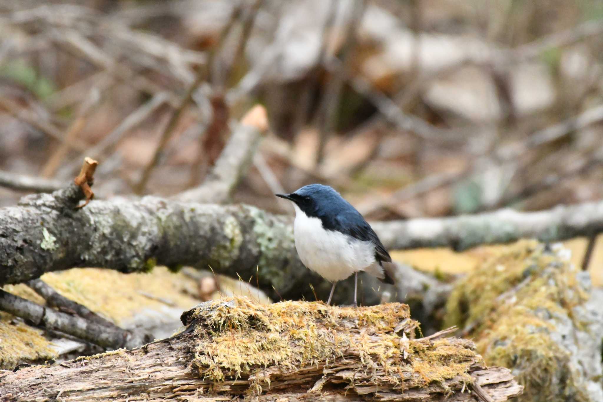 Siberian Blue Robin